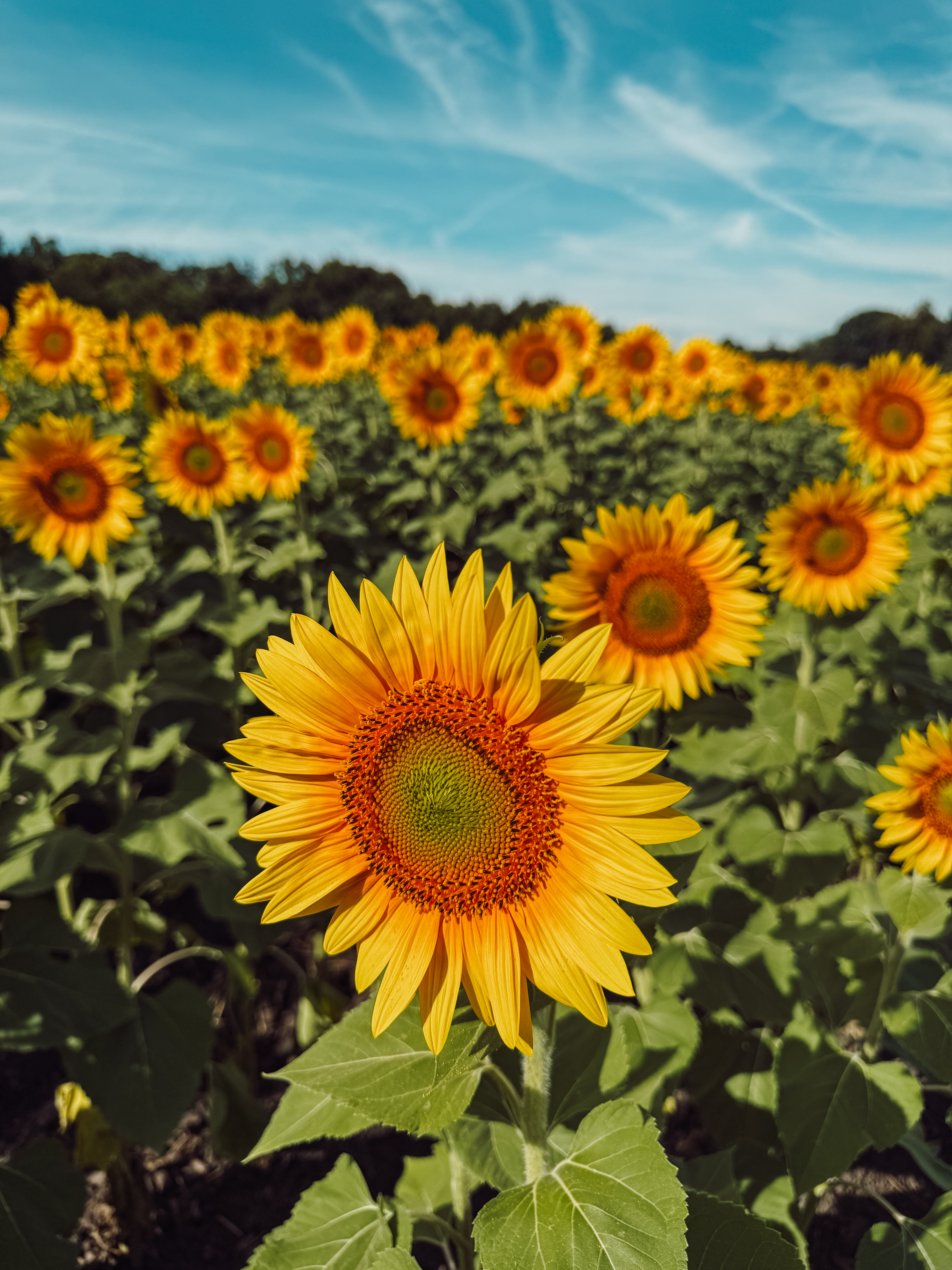 Visiting Kansas Sunflowers